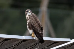 Large bird of prey with brown and white plumage perched on the edge of a solar panel, looking to the side.