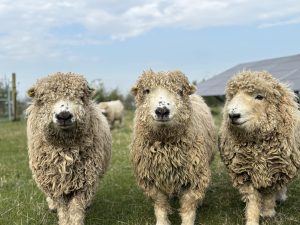 Three sheep with curly wool standing on grass in front of solar panels, facing the camera.