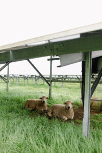 Two sheep resting on straw under elevated solar panels.