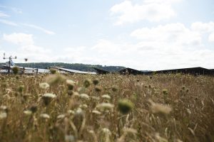 Field of tall wildflowers and grasses under a blue sky with scattered clouds, with solar panels and distant hills in the background.