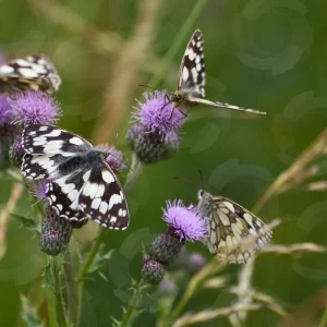 Several black-and-white butterflies feeding on purple thistle flowers in a grassy meadow.