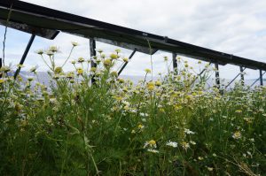 Close up of wild daisies and other flowering plants growing beneath tilted solar panels on a cloudy day.