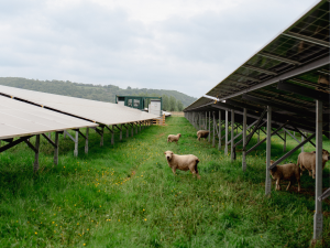 Sheep grazing on green grass between rows of solar panels on a cloudy day, with distant hills in the background and a small utility building visible at the end of the rows. The image highlights the use of land for both renewable energy generation and livestock farming.